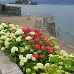 La Gatta Viola *
