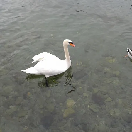 Daire La Gatta Viola Stresa