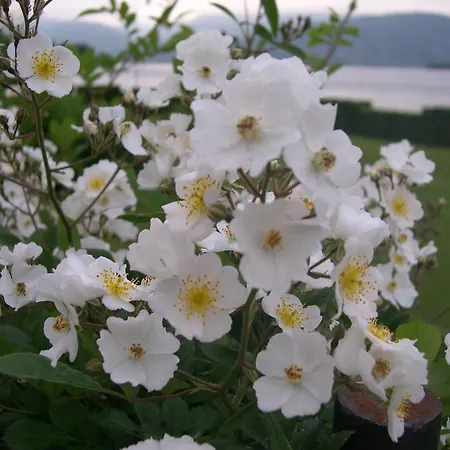 La Gatta Viola Appartement
