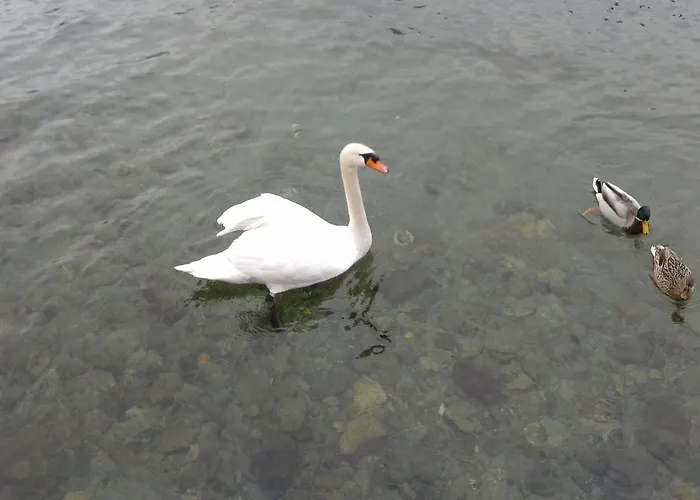 דירה La Gatta Viola סטרסה