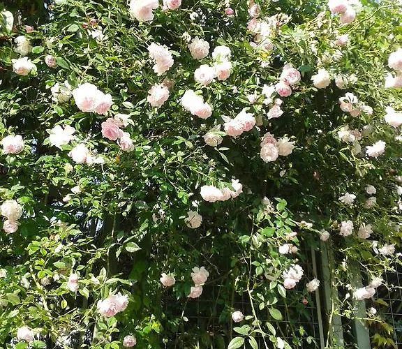 La Gatta Viola סטרסה