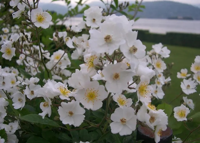 La Gatta Viola Appartement
