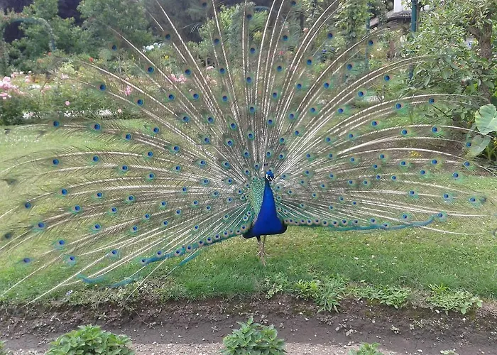La Gatta Viola Lägenhet Stresa